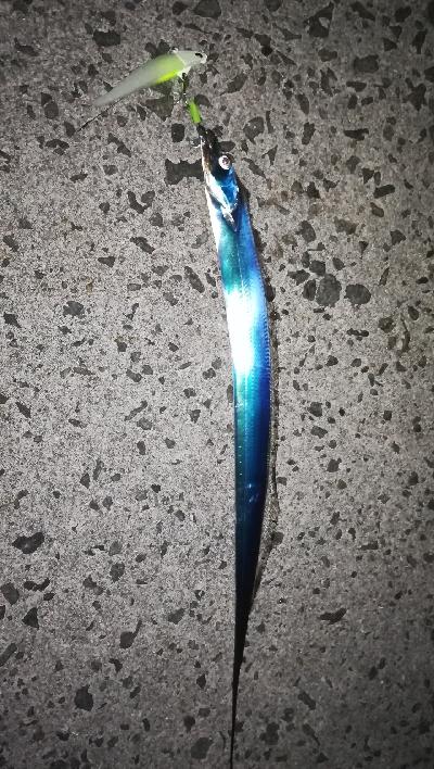 タチウオワインド