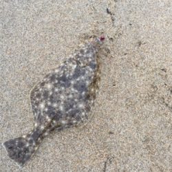 ヒラメンゴにヒラメ