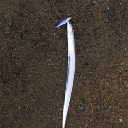 ようやくシーズン突入