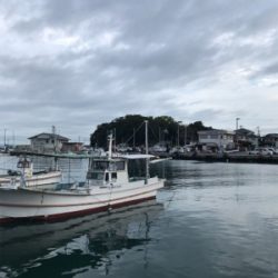 早朝エギング、今期二回目