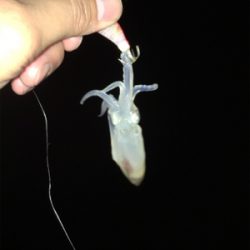 小さいけどイカはイカ。