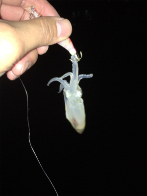 小さいけどイカはイカ。