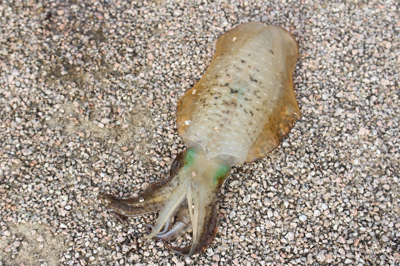 今年初のエギング