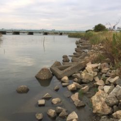 ハゼ釣り面白い！