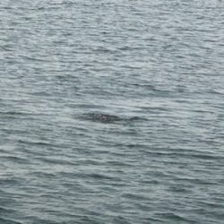 サバばっかりやなぁ