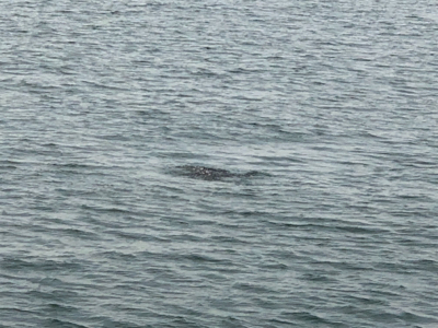 サバばっかりやなぁ