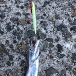 タチウオ食べたい、だから釣ります(^^)