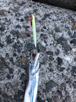 タチウオ食べたい、だから釣ります(^^)