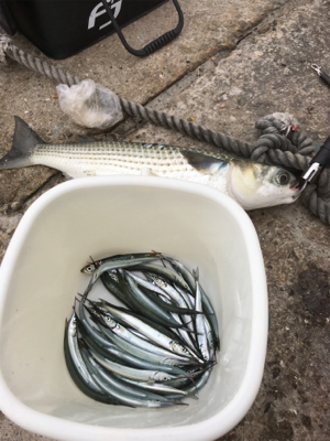 ぼっち釣行.昼からサヨリ釣り