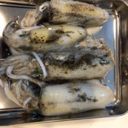 二週間ぶりのアオリイカ