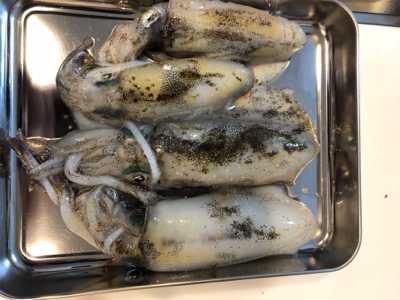 二週間ぶりのアオリイカ