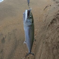 サーフでサゴシ