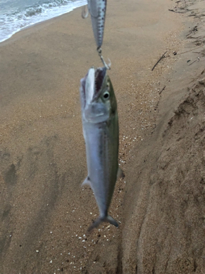 サーフでサゴシ