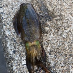 しまなみエギング そろそろ本番