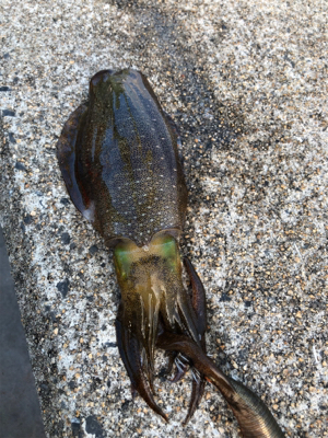 しまなみエギング そろそろ本番