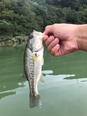 バス釣り