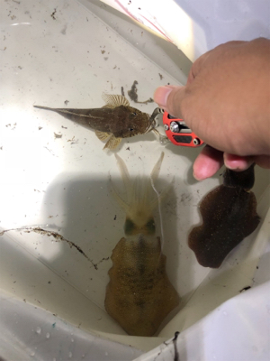 アジング撃沈エギング