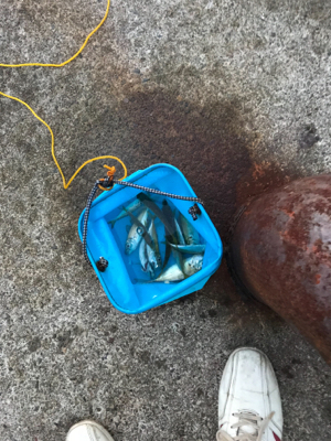 まさに夕まずめ