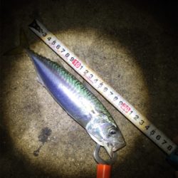 サバサバサバ！