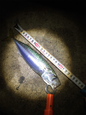 サバサバサバ！