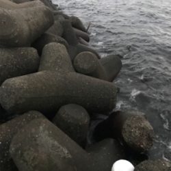 久しぶりフラップでの釣果