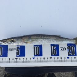 タチウオ期待してましたが、、、