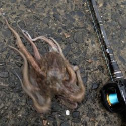 親父たちの釣行第11弾