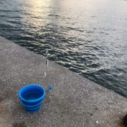 小アジ、タチウオ釣り