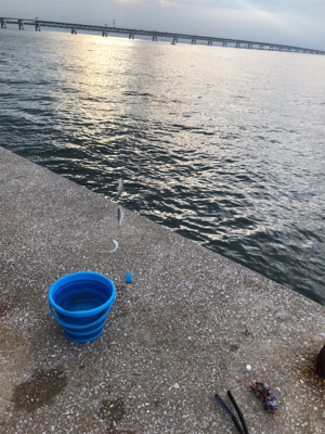 小アジ、タチウオ釣り