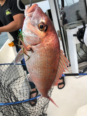 タイラバ勝利！