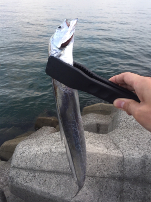 タチウオ ワインド