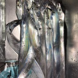 ミニタチウオ祭り