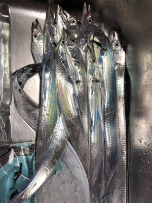 ミニタチウオ祭り