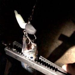 指4本の太刀魚も