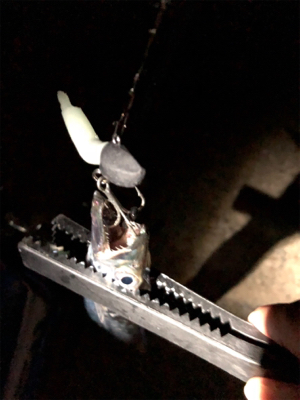 指4本の太刀魚も