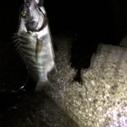 久々フィッシュ(チヌ)