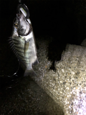 久々フィッシュ（チヌ）