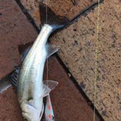 久々のシーバス 極小