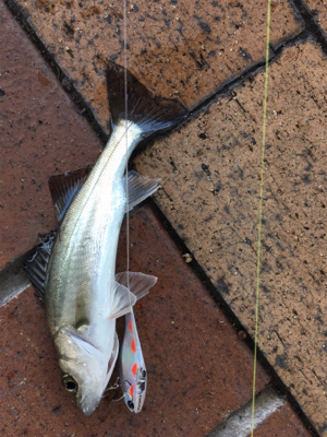 久々のシーバス 極小