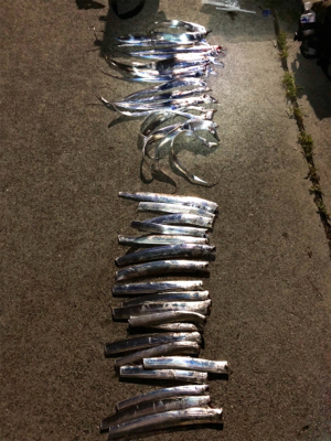 タチウオ爆釣！！