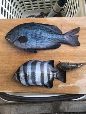 海釣り公園サビキ釣りへ