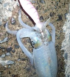 夕マズメエギング