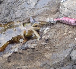 朝マズメエギング