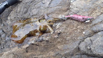 朝マズメエギング