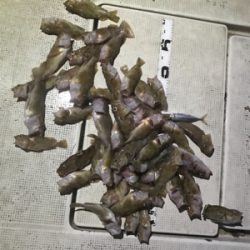 キジハタ釣れてます