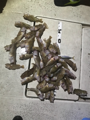 キジハタ釣れてます