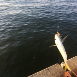 サバでギュイーンとドラグ