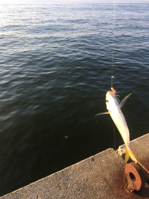 サバでギュイーンとドラグ