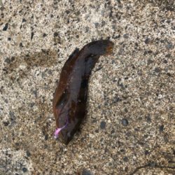 エギング、アジング