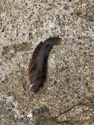 エギング、アジング